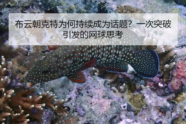 布云朝克特为何持续成为话题？一次突破引发的网球思考